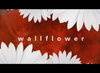    Wallflower  / Wallflower